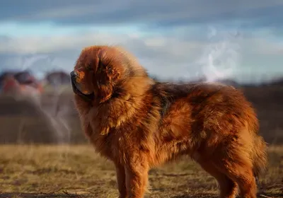 tibetan mastiff with ghostly wolves in the background